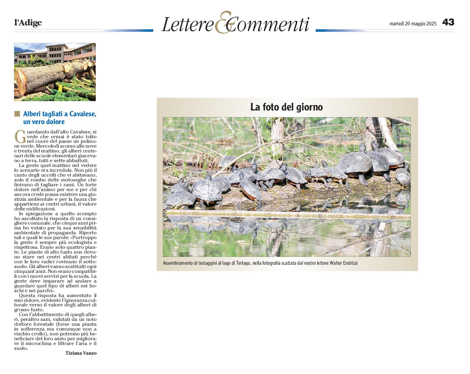 Alberi tagliati nella scuola di Cavalese