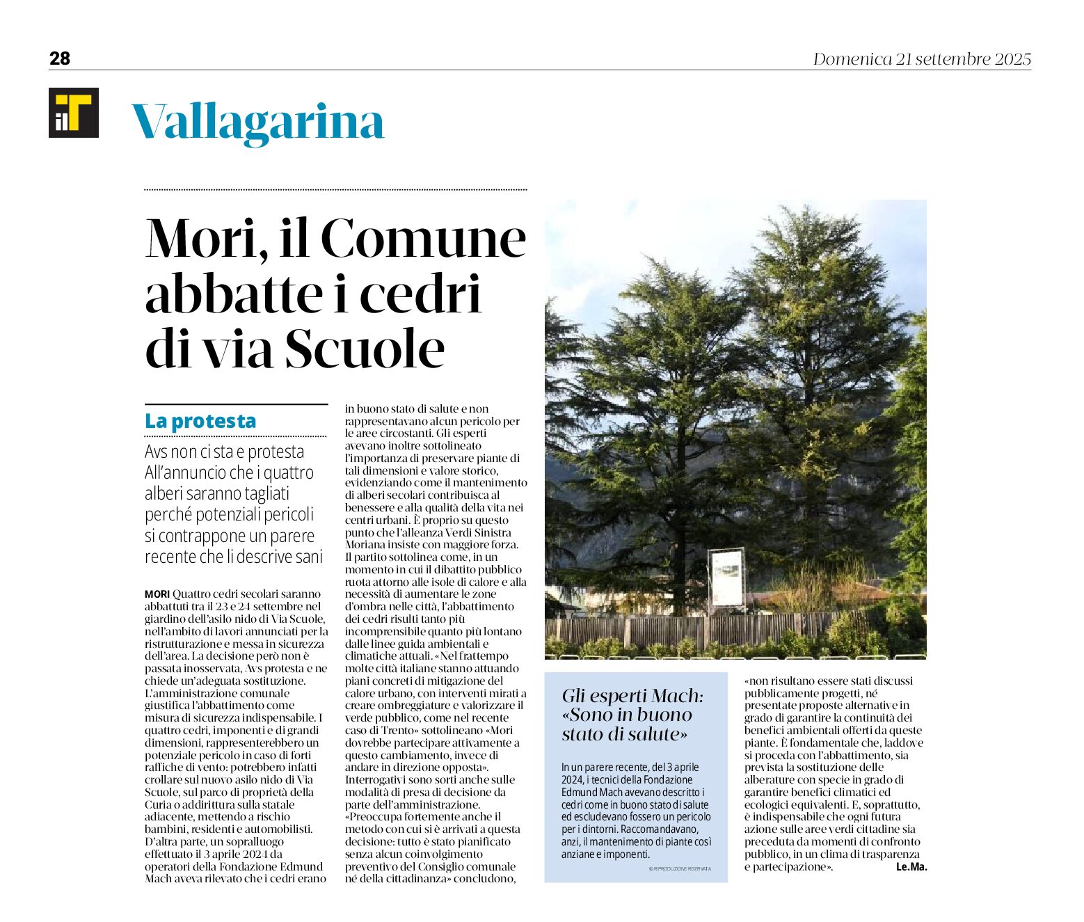 Mori: il Comune abbatte cedri in salute