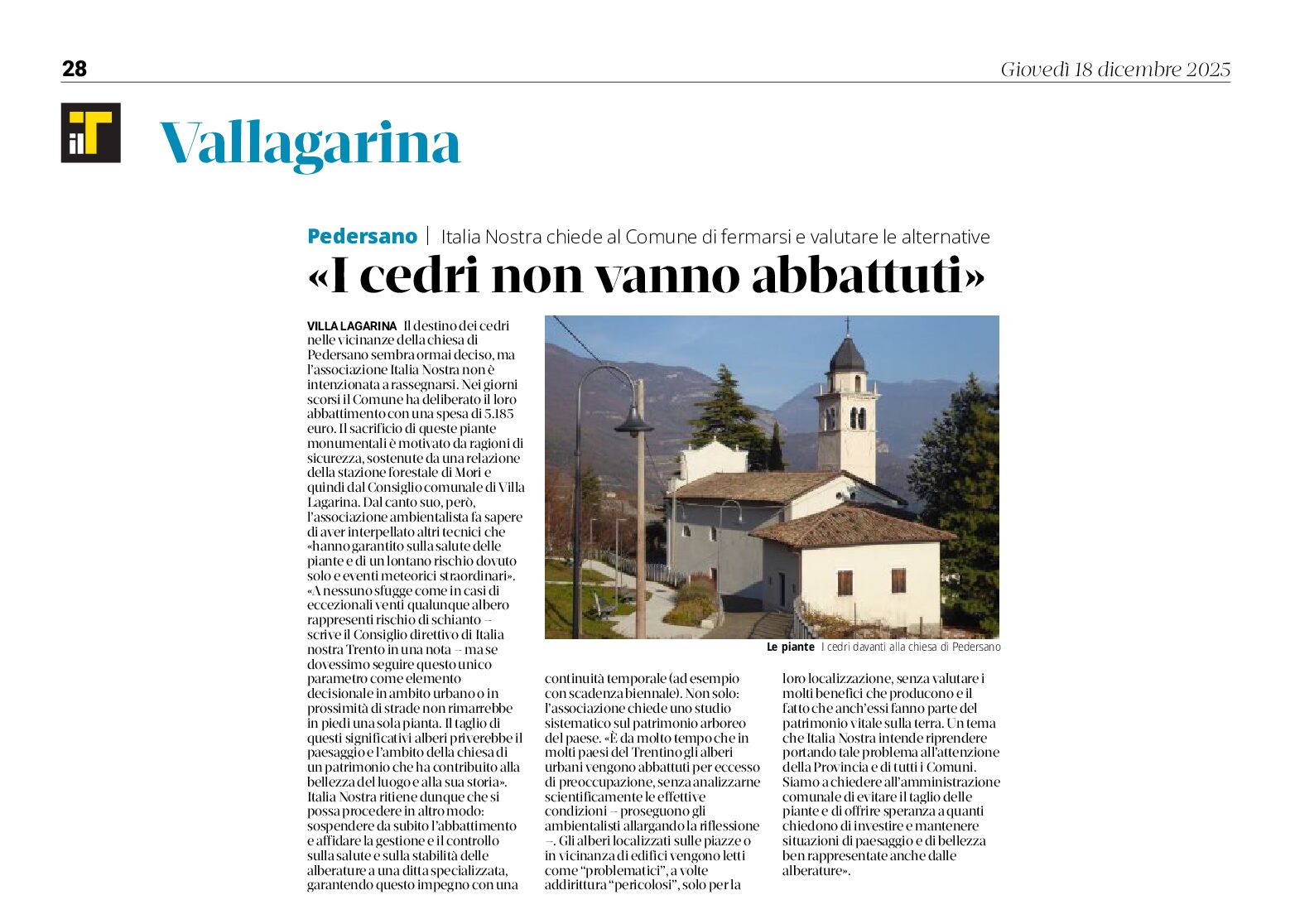 Fermare l’abbattimento dei cedri di Pedersano