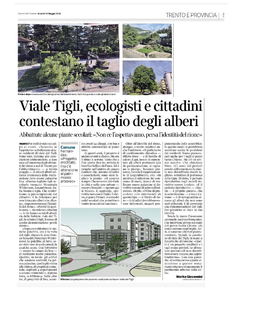 Ambientalisti e IN contro il taglio dei tigli